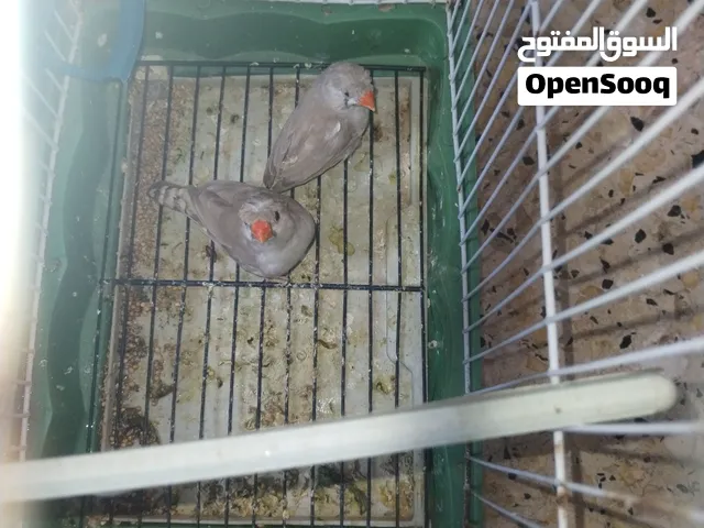 ال سلام عليكم متاح مجموعه فناجس مرتبات  ونضيف مال بيت بيهن كرست اقره الوصف مهم مهم مهم مهم مهم مهم م