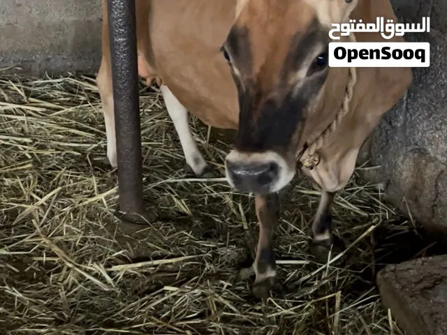 للبيع بقرا جيرسيه
