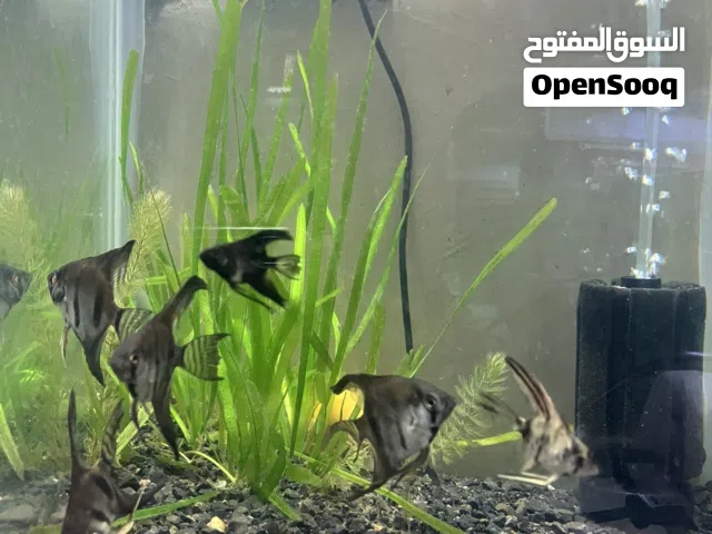 اسماك انجل مستويات فخمة