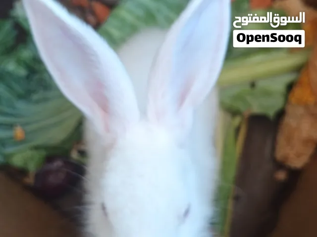 ارنب نوع فرنسي  لون ابيض للبيع