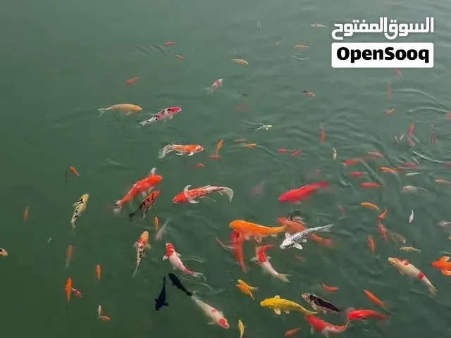 مستعدون لعمل حديقه المنزل بطرق هندسيه واحدث الطرق الزراعيه