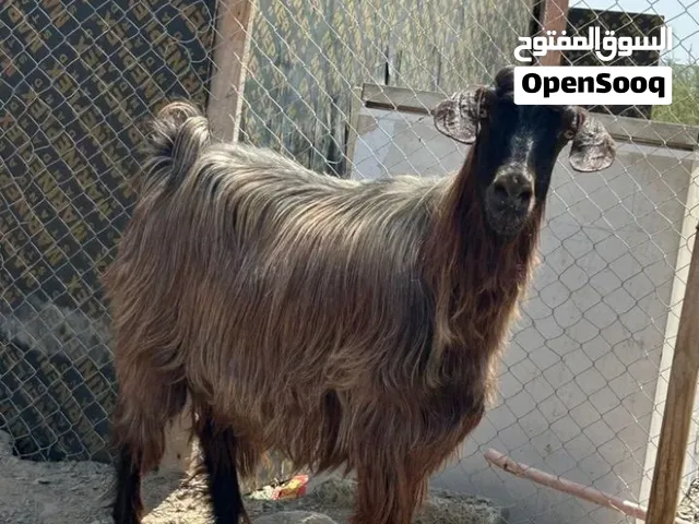 مطلوب غنم نفس هذي السلالة