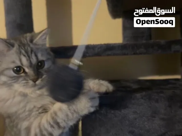قطة شيرازي
