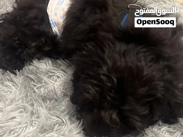 كلبه  بعمر 3شهور مع تطعيماته 2000سعرو