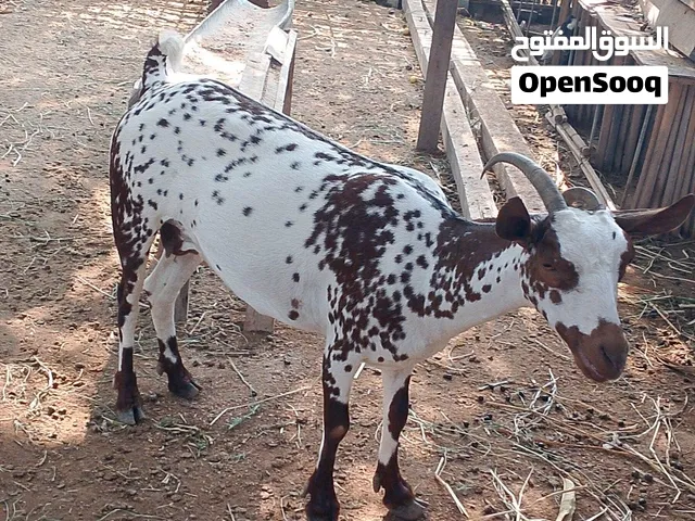 شاه متيل صلاليه سمنه فووول