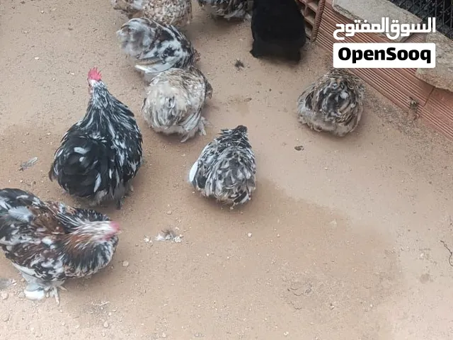 دجاج استرالي