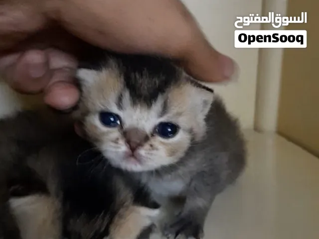 فرصة نادرة للمربين: أنثى بريتش بلو بيور منتجة + 4 كيتنز جولد NY 25 من أب مستورد