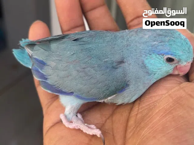 Pacific parrotlet chicks