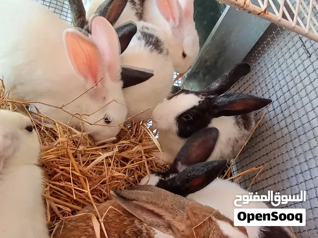 أرانب بلدية للبيع العمر أربعة أشهر