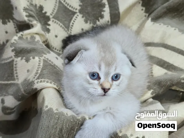 (2500) Ragdoll / Scottish fold
