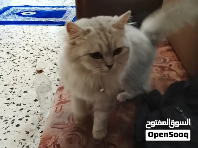 سكوتش ......