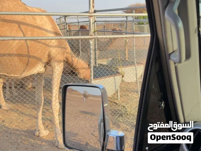 بكره للبيع