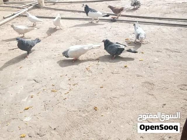 حمام للبيع مستعجل