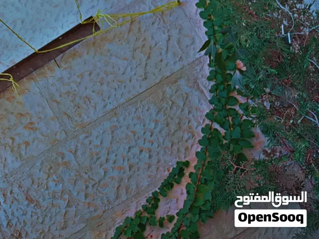 زريعه وضعها ممتاز