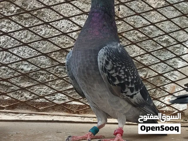 زواجل للبيع