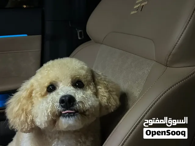 توي بودل ذكر و انثى