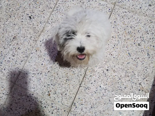 كلبه للبيع انثى رايد ابيعه محتاج ماخذه 100$