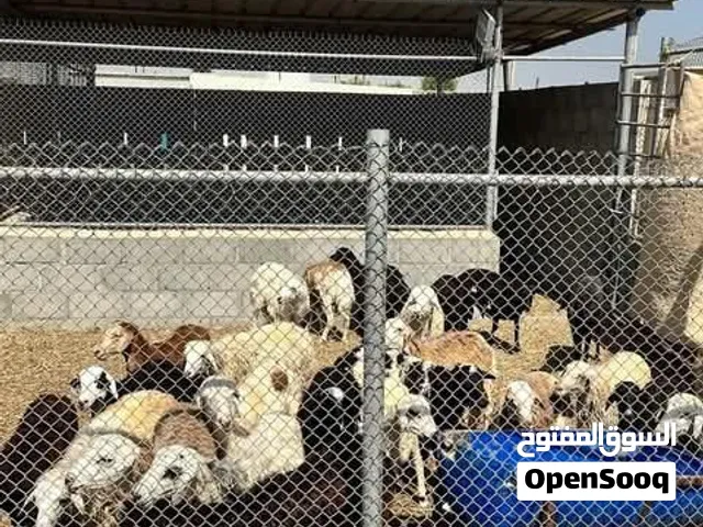 خرفان ذكور للبيع