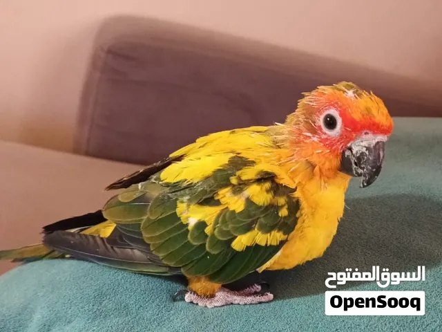 صن كنيور أليف مدرب لعوب