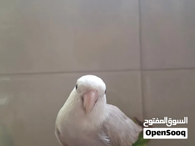 طير روز متدرب اليف