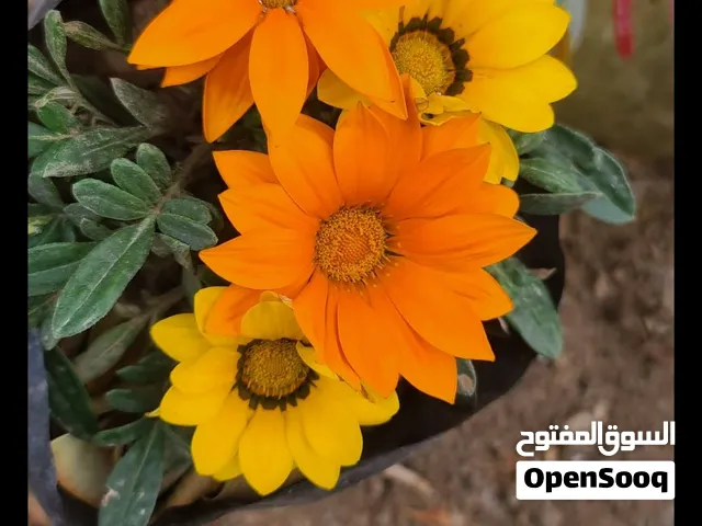 ورد وازهار ونباتات منزلية متنوعة مشاتل 22 مايو متوفر جميع أنواع الشتلات الفاكهة والزينه والورود