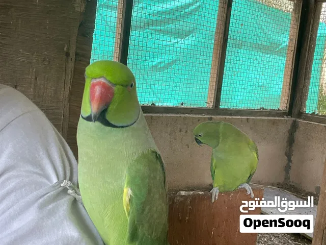 ببغاء دره أزواج