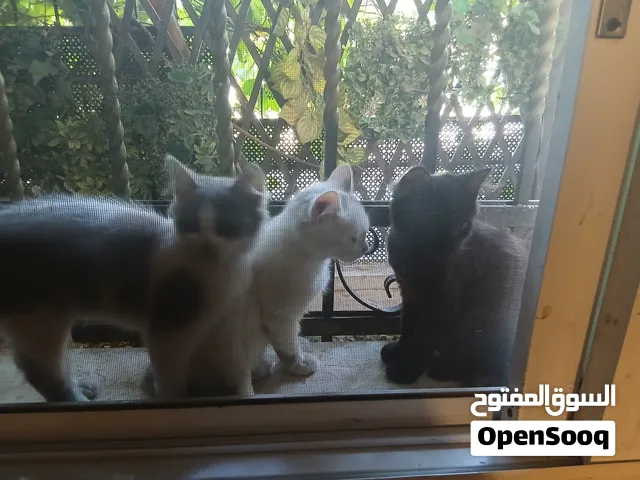 قطط للتبني انجورا