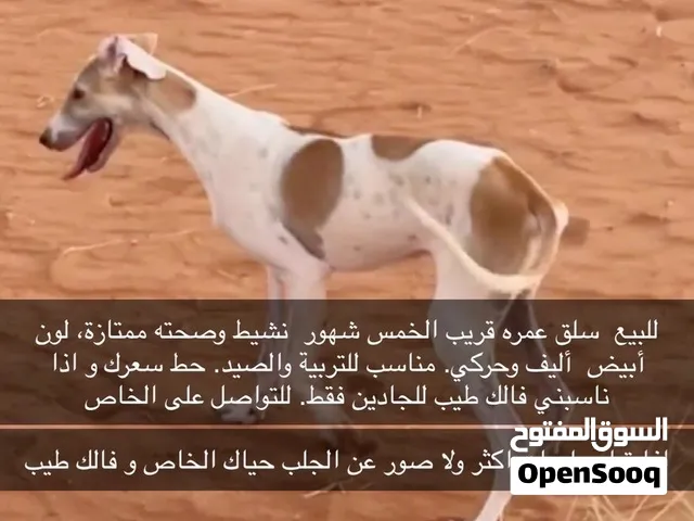 جلب سلق عمره قريب الخمس شهور ينفع للصيد و التربيه