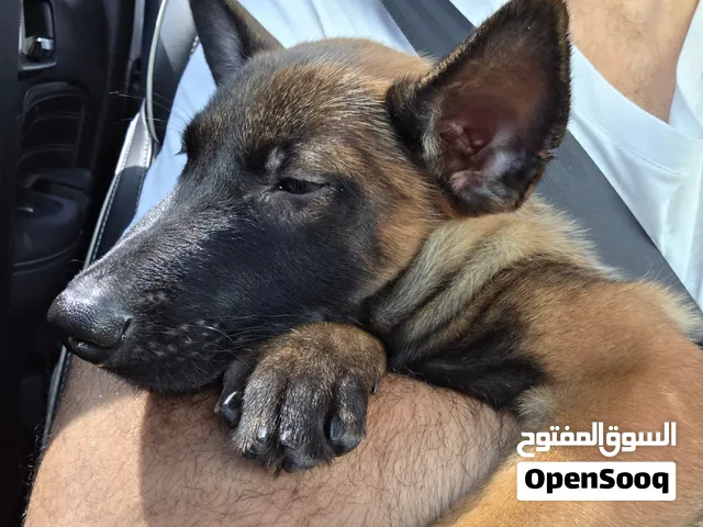 Belgium malinois for sale