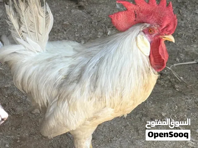 ديك ليجهورن ابيض صافي  كبير عمر اكبر من 6 اشهر
