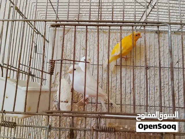كناري بلجيكي خوصة محلية الله يبارك