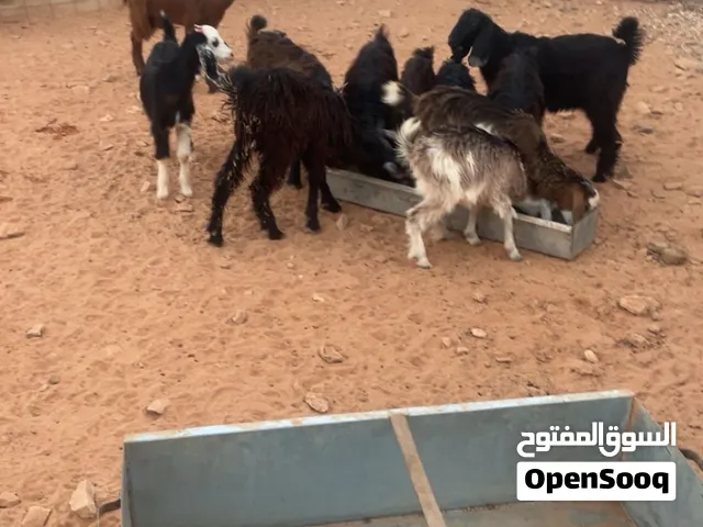 جديان مقرسه