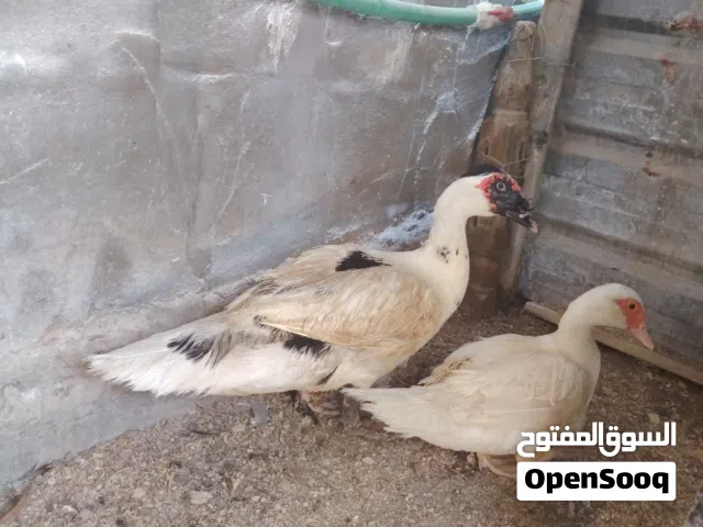 بش مصري وبش عادي
