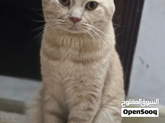 cat for sale..