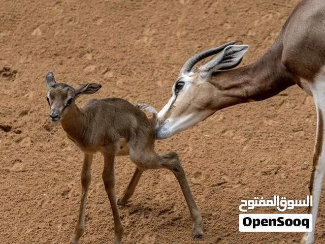 عزلان الديماني حديثي الولادة
