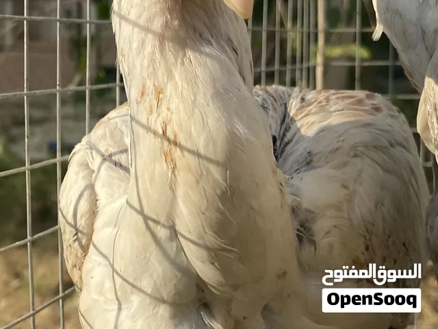 دجاج فارسي