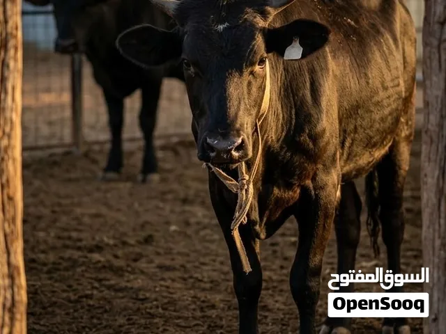 عجول للبيع في ابوظبي الختم