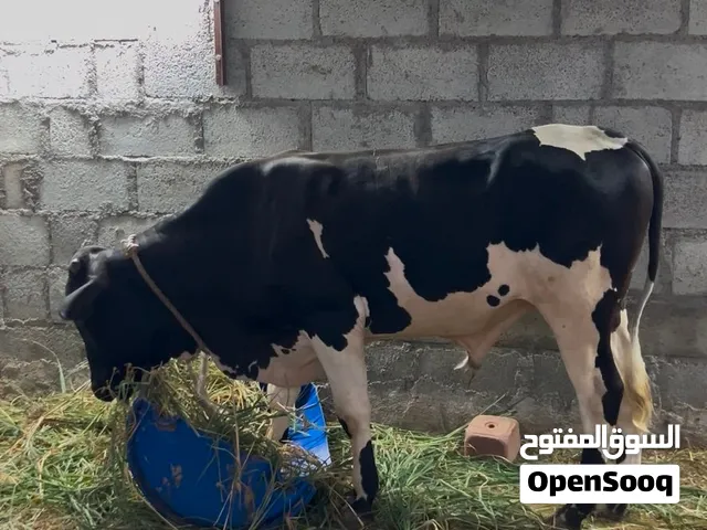 عجل  ظفاري
