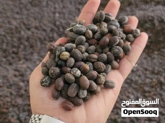 البن اليمني الحرازي المختص درجة اولى عناية تامه كامله من البذره للشجره للثمرة للإنتاج الى التحميص
