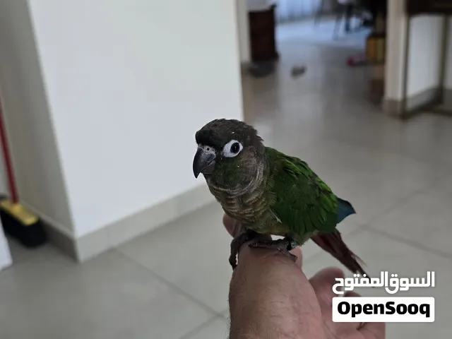 Green Conure bird