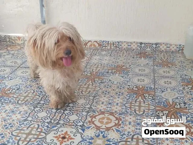 كلب كانيش هافانيز  ذكر للييع