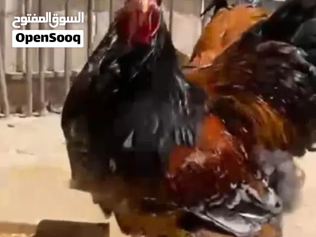 جاج براهمي نخب جاجتين وديكين