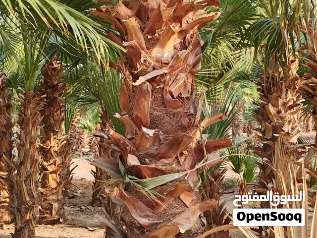 نخل واشنطونياء زينه أمريكي