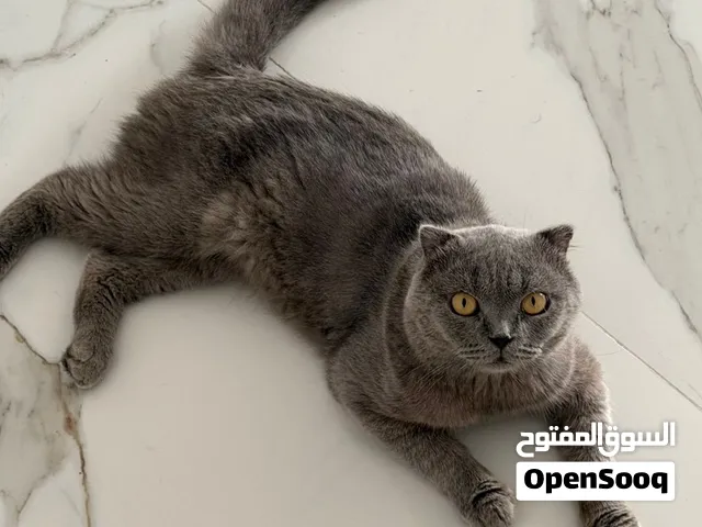 قط سكوتش فولد اصل٪100٪