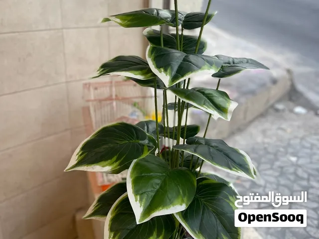 أوراقها المميزة بألوان الأخضر والأبيض بتعطي شكل راقي وملفت للنظر
