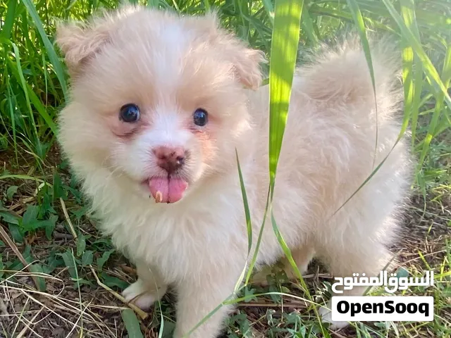 جراوي ستاندردبومیرانیان