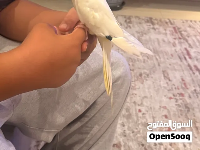 Cockatiel bird
