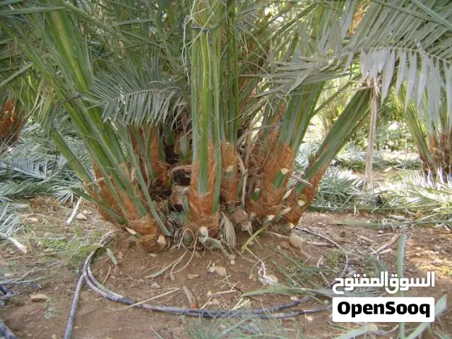 نخل للبيع فسايل وجثايث ونقايل في الخرج والقصيم