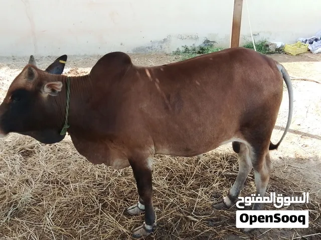 بيع ثور خارجي.
