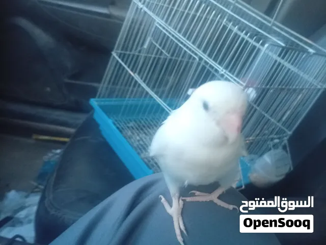 عصفور روز امروض